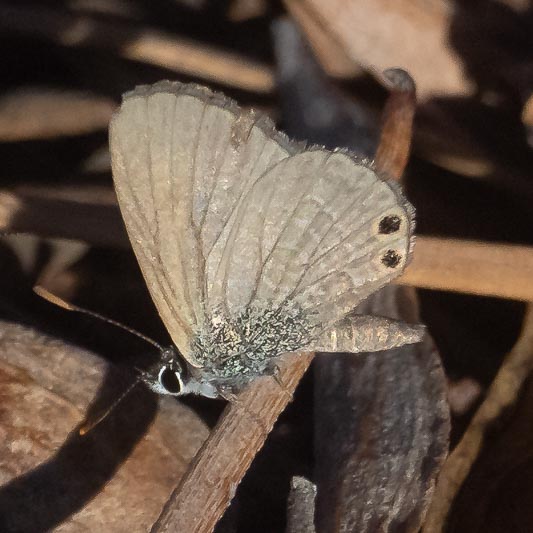 Nacaduba biocellata (Double-spotted Blue).jpg
